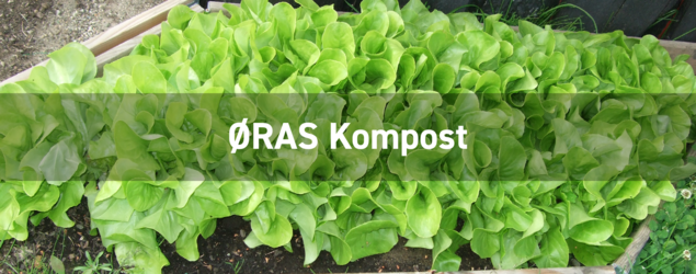 Spirende, grønne  salathoder i pallekarm med teksten "ØRAS kompost"